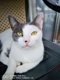 Close-up portrait of a cat