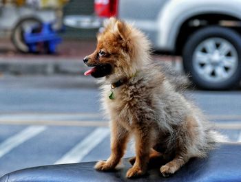 Close-up of dog sitting outdoors