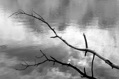 Reflection of trees in water