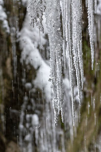 Close-up of frozen plants