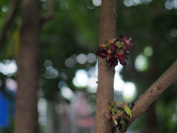 Close-up of insect on plant