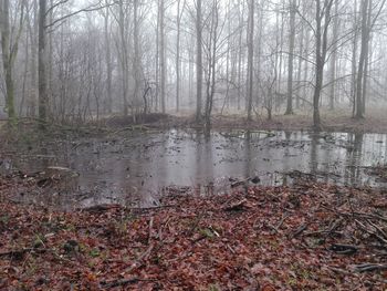 Bare trees in forest against sky