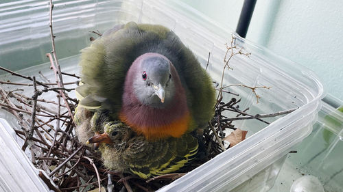 The bird's nest at my balcony