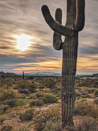 Succulent plant on field against sky during sunset