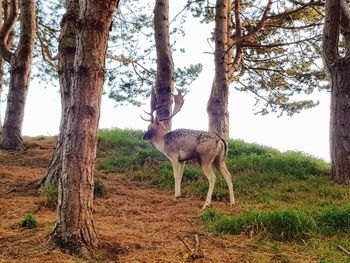 Giraffe standing on field against trees in forest