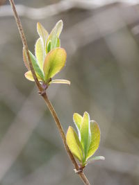 Close-up of plant