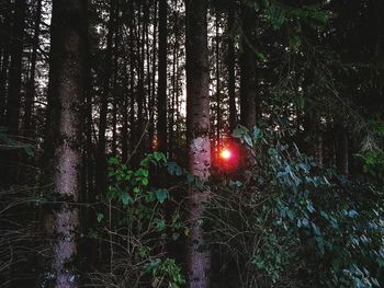 Trees in forest