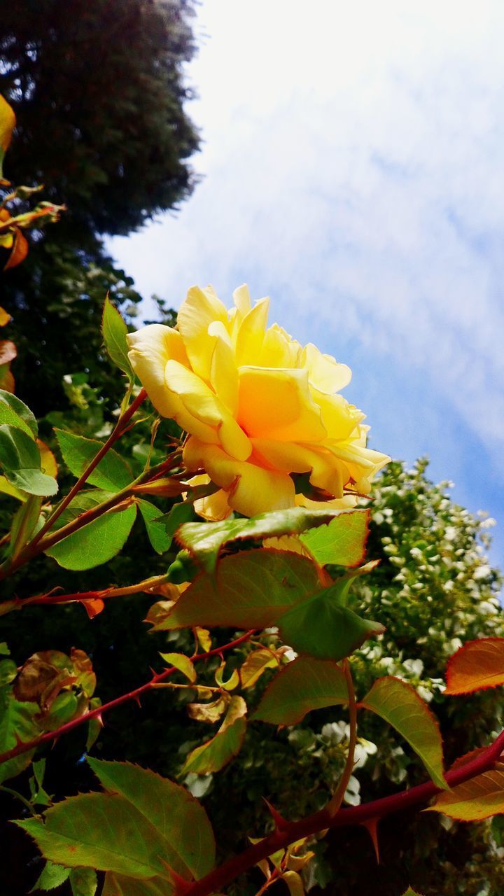 CLOSE-UP OF YELLOW FLOWERING PLANT AGAINST WHITE BACKGROUND