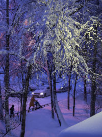 Trees on snow covered landscape