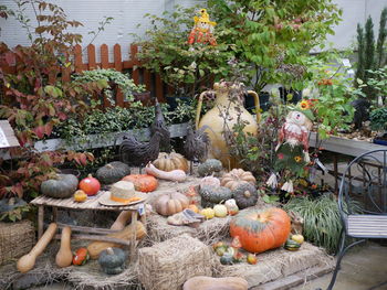 View of pumpkins and potted plants in yard