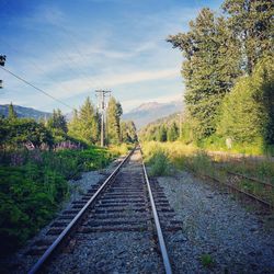 Railroad tracks along trees and plants