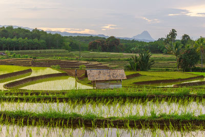 The morning shines brightly over the mountains and the rice terraces reflect the beautiful morning 