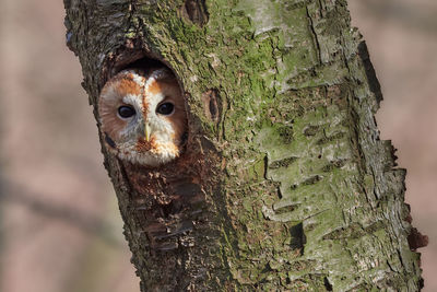 Close-up portrait of owl in tree trunk