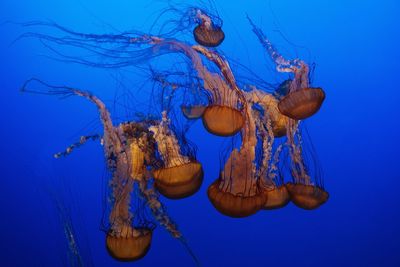 Close-up of jellyfish swimming in sea