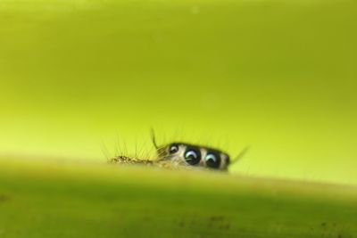 Macro shot of insect on green leaf