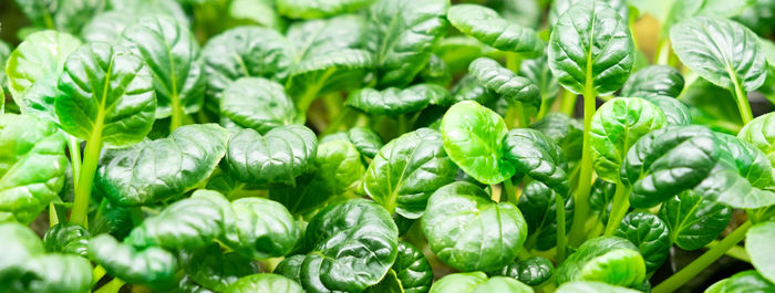 Cabbage tatsoy. urban microgreen farm. eco-friendly small business. baby leaves, phytolamp. banner