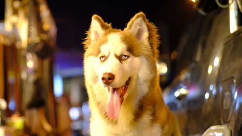 Portrait of dog looking away