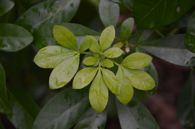 Close-up of green leaves on plant