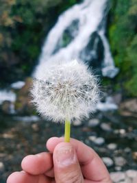 Close-up of hand holding dandelion