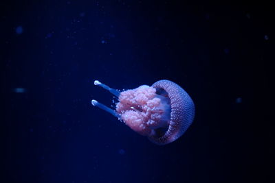 Close-up of jellyfish against blue background