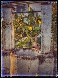 Close-up of potted plant against window