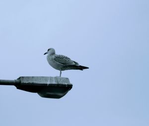 Seagull perching on street light against clear sky