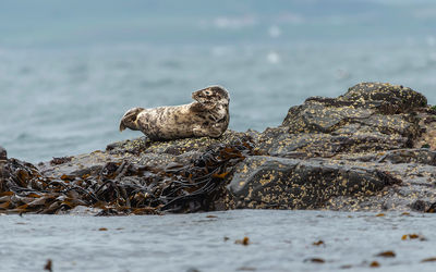 View of seal on rock at beach