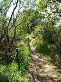 Footpath amidst trees in forest