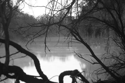 Reflection of bare trees in lake