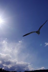 Low angle view of bird flying in sky