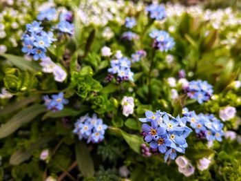 Close-up of purple flowering plants