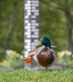 Close-up of bird on grass