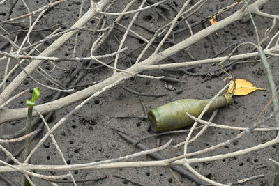 High angle view of leaf on field