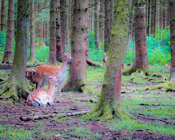 Cat amidst trees in forest