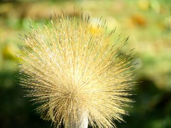 Close-up of spiked plant