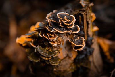 Close-up of wilted flower