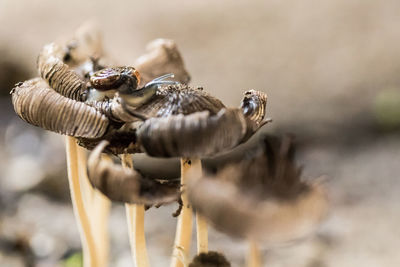 Close-up of mushrooms