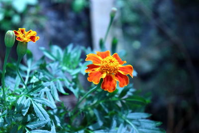 Close-up of orange marigold flower