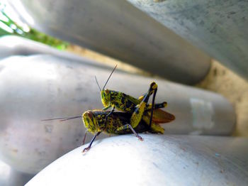 Close-up of grasshopper on wall
