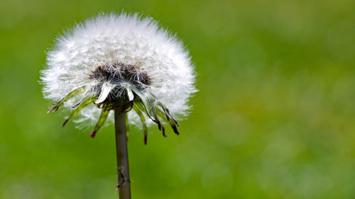 Close-up of dandelion