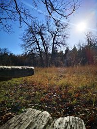 View of bare trees on field against sky