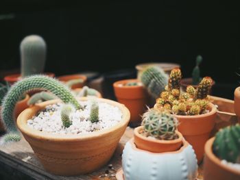 Close-up of potted plant on table