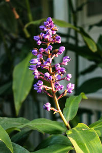 Close-up of purple flowering plant