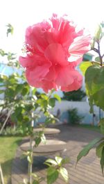 Close-up of pink flower blooming in garden