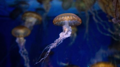 Close-up of jellyfish swimming in sea