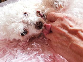 Person holding dog on bed