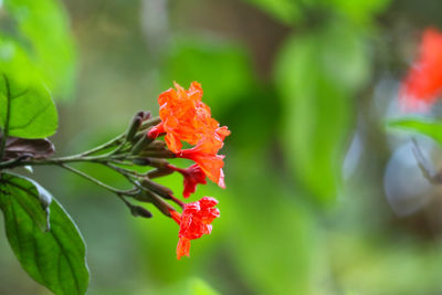 Close-up of red flowering plant