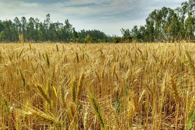 Scenic view of wheat field against sky