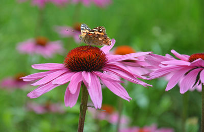 Close-up of butterfly on flower