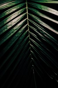 Full frame shot of palm leaves